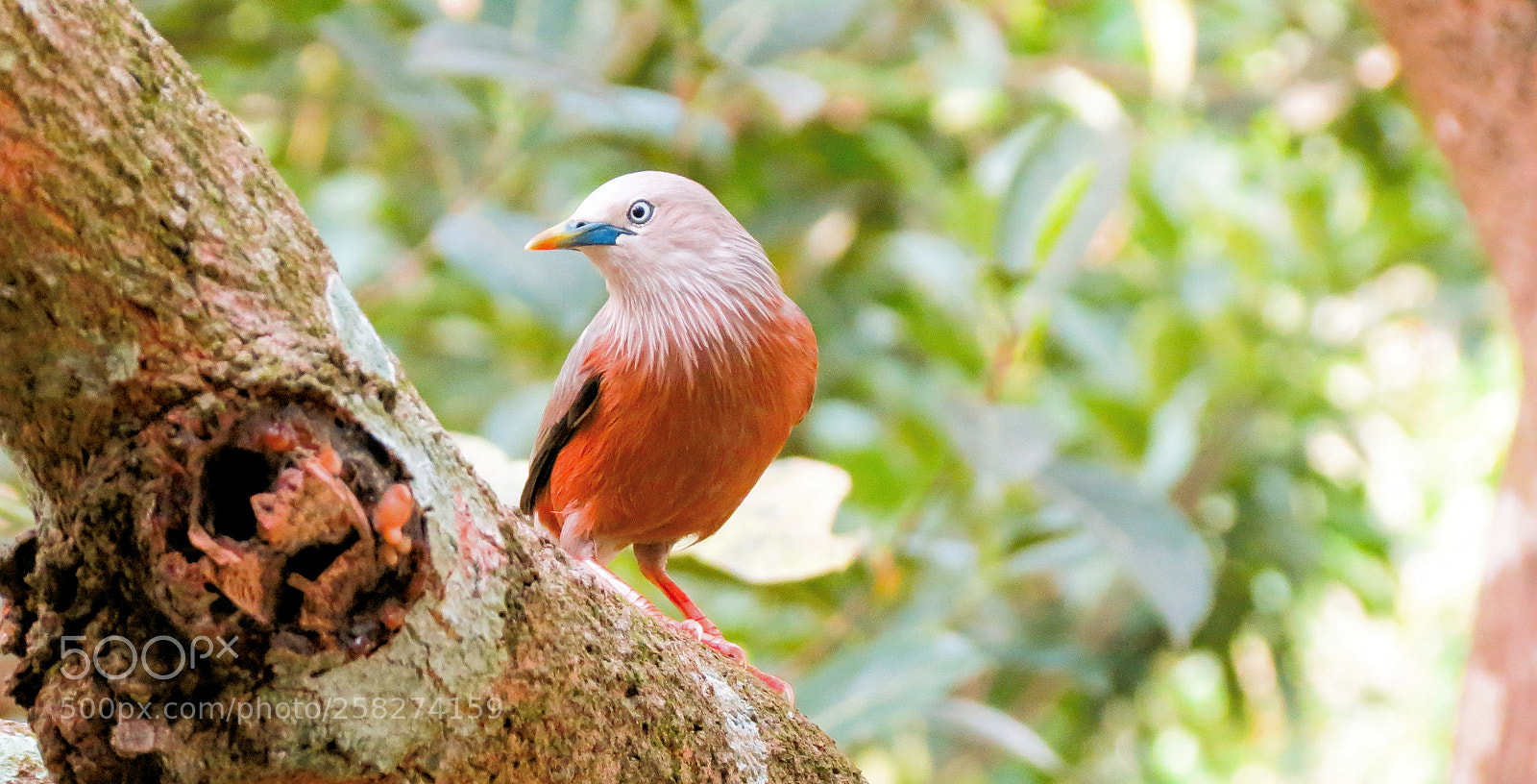 Canon PowerShot SX40 HS sample photo. Angry birds photography