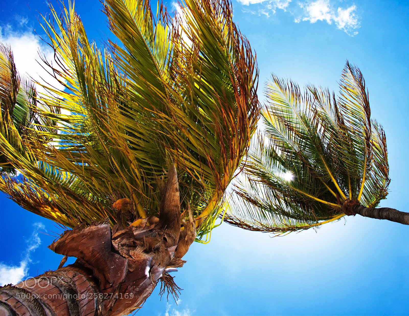 Nikon D800 sample photo. Palm tree tops photography