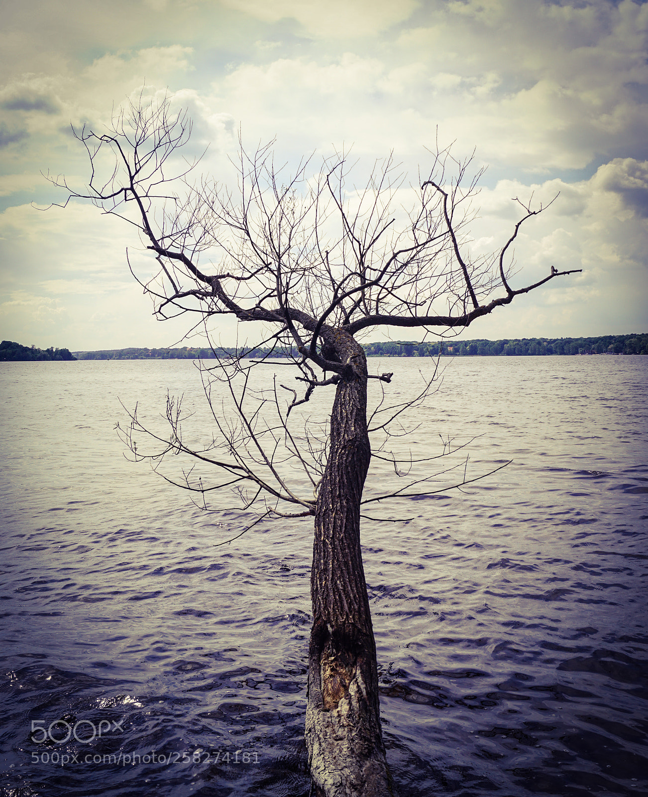 Sony SLT-A68 sample photo. Watertree photography