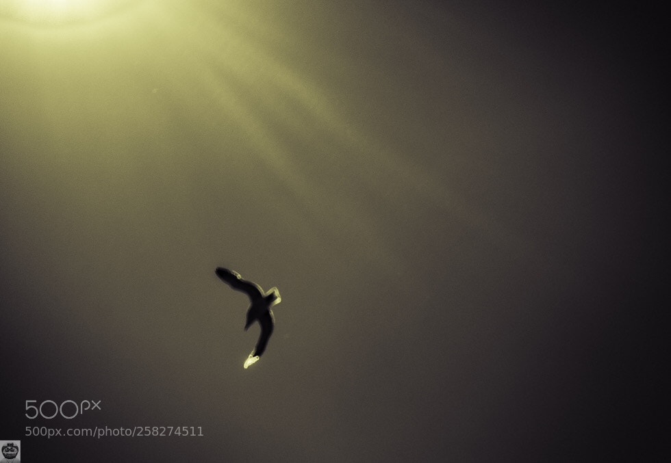 Sony DSC-RX100M5 sample photo. Rayos de gaviotas  photography