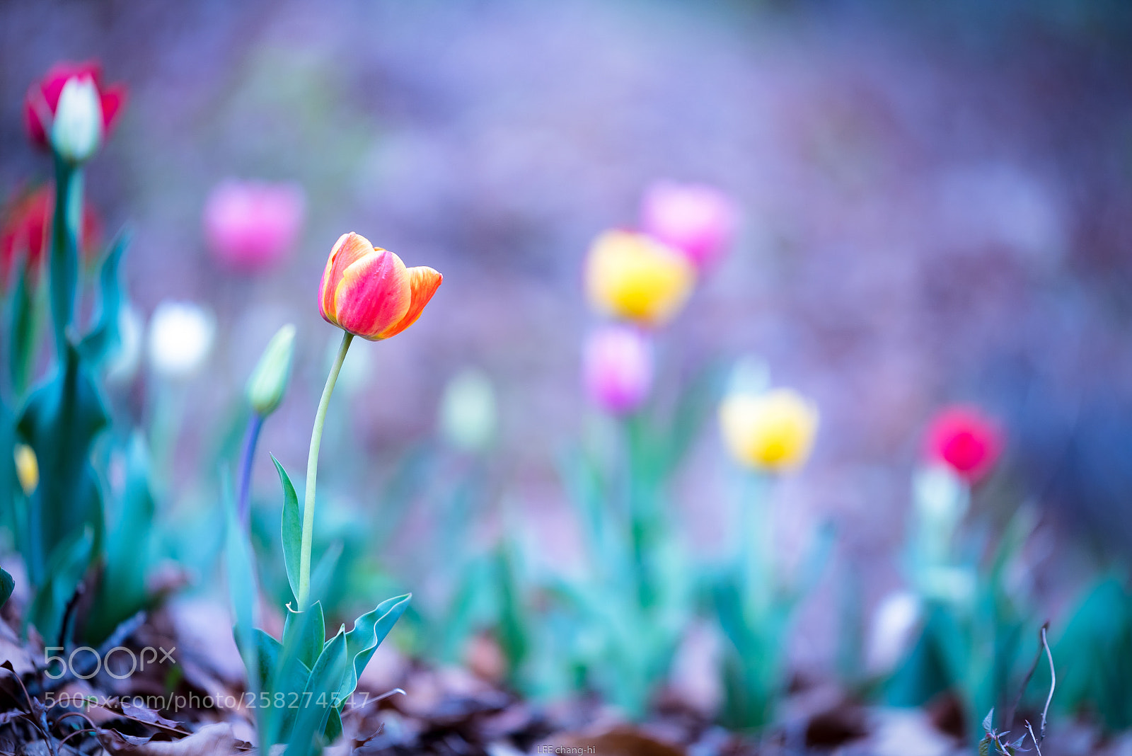Nikon D750 sample photo. Tulip photography