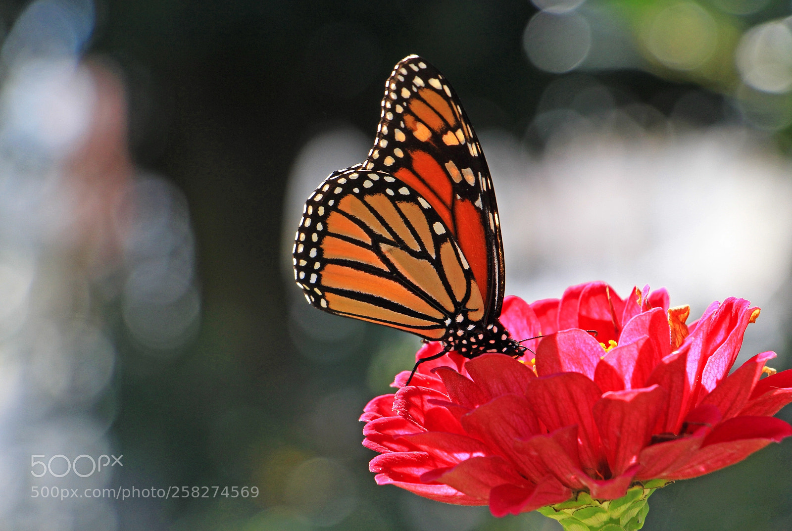 Canon EOS 700D (EOS Rebel T5i / EOS Kiss X7i) sample photo. Butterfly & flower photography