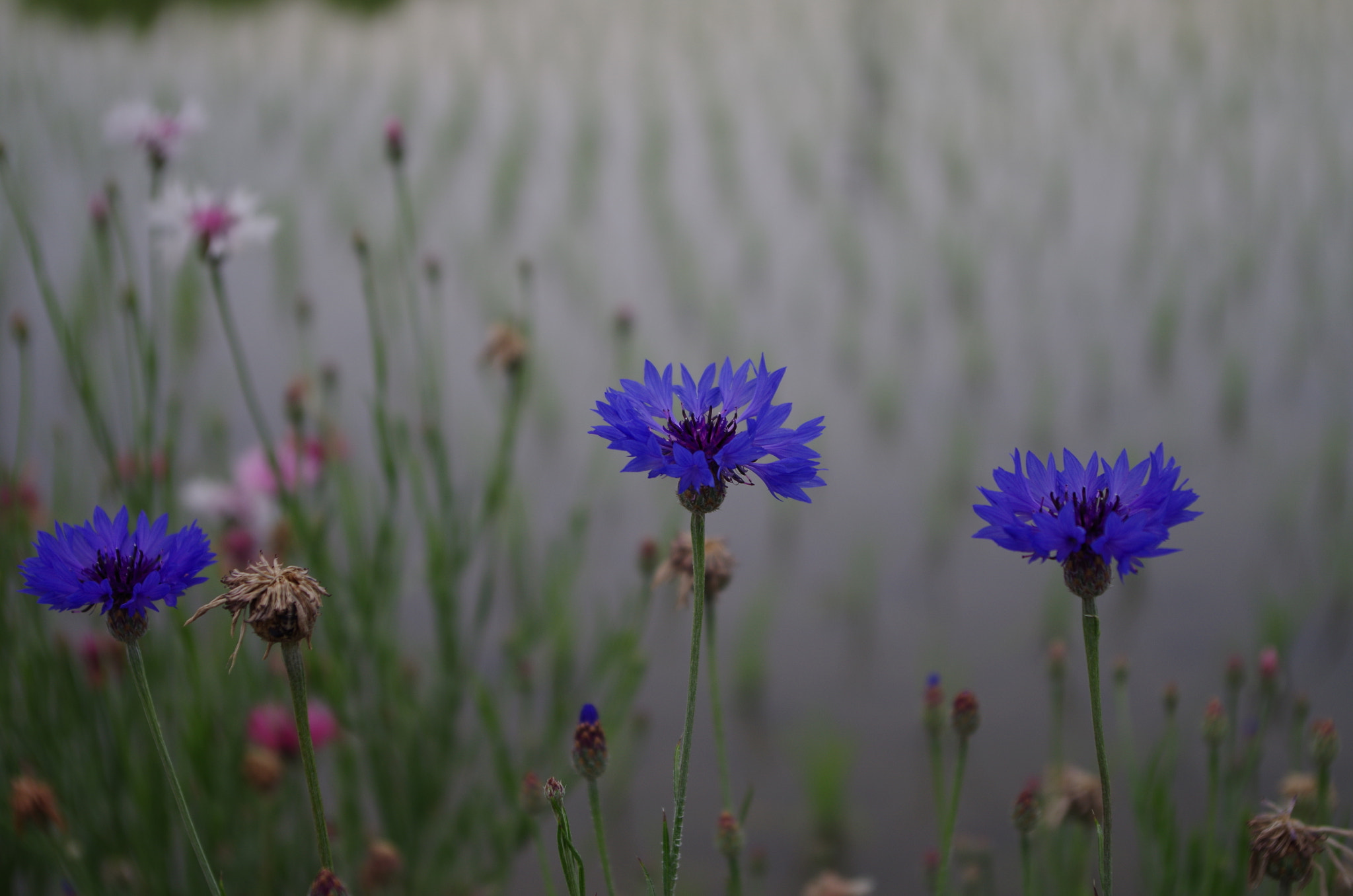 smc PENTAX-DA L 18-55mm F3.5-5.6 sample photo. A flower blooming on a fleet. photography