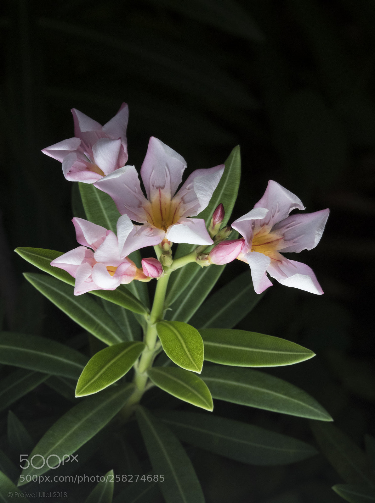 Canon EOS 80D sample photo. The pink bloom photography