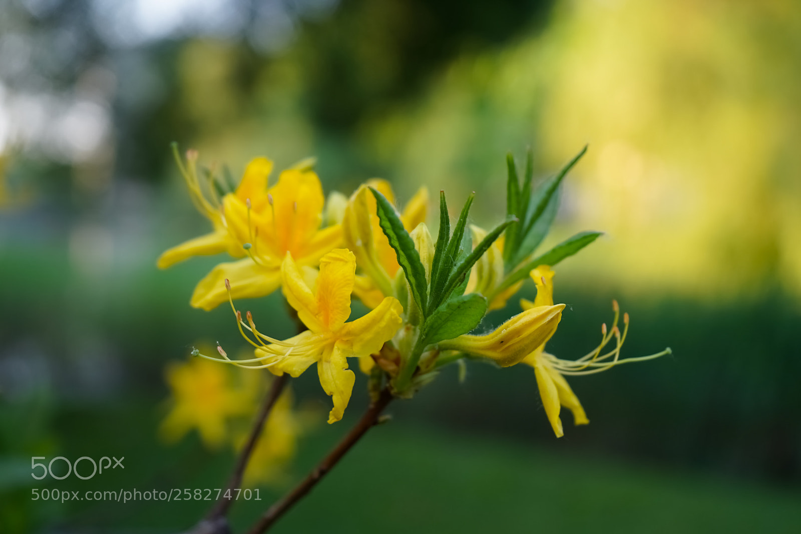 Sony a7 sample photo. Жёлтые цветы. photography
