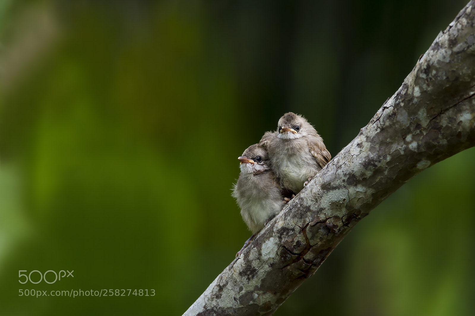 Nikon D4 sample photo. Yellow-rumped bubul (2chicks) photography