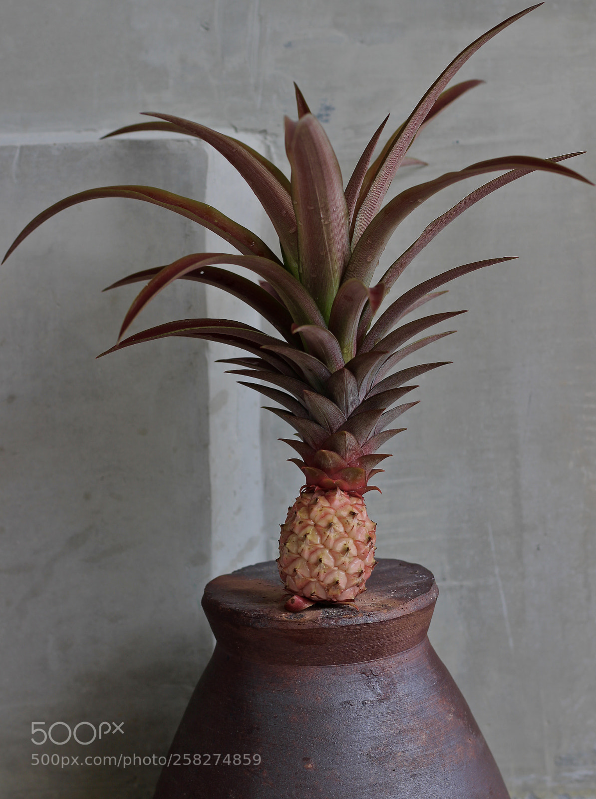 Canon EOS 700D (EOS Rebel T5i / EOS Kiss X7i) sample photo. The pink pineapple photography