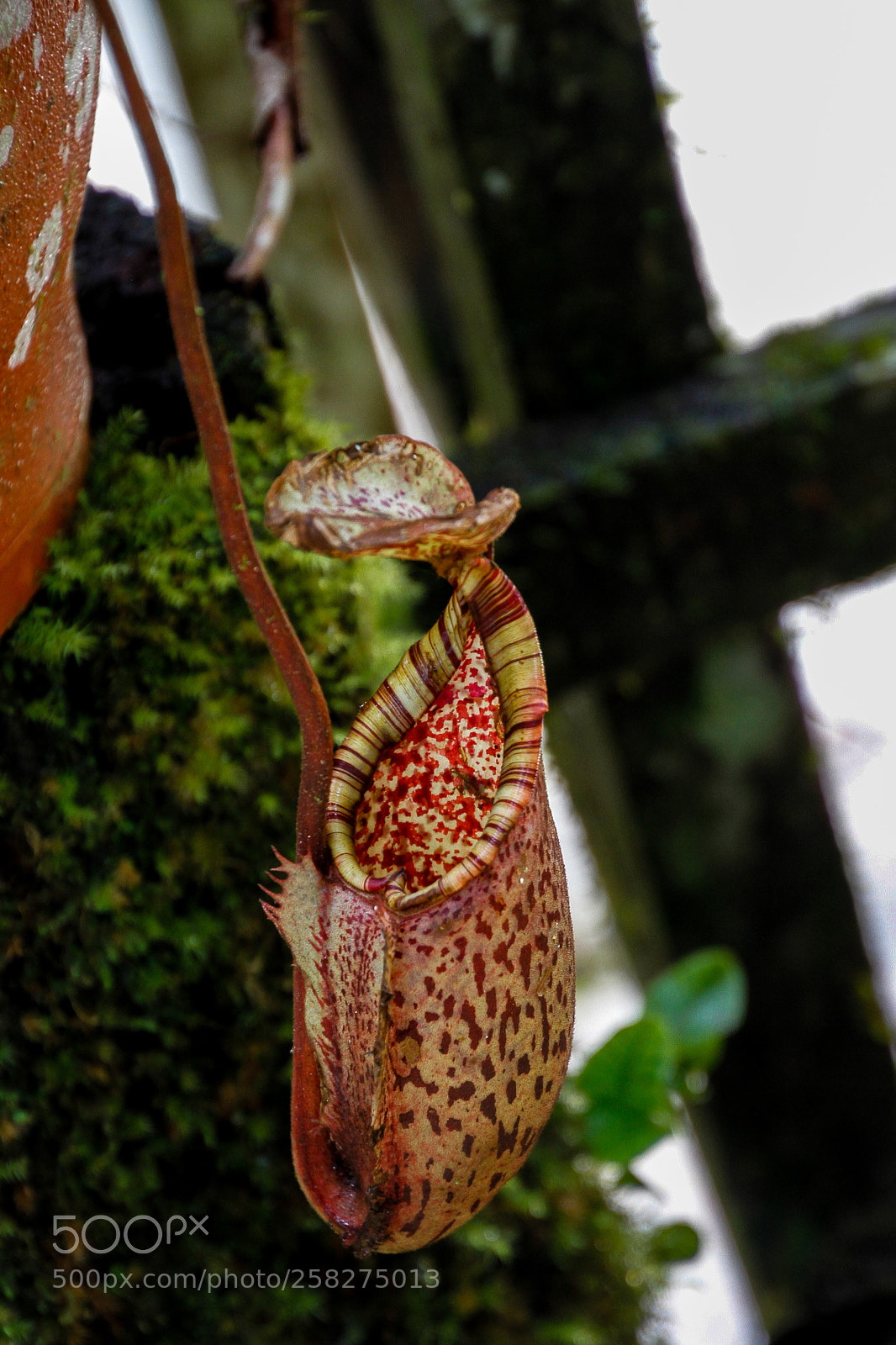 Canon EOS 7D sample photo. Pitcher plant photography