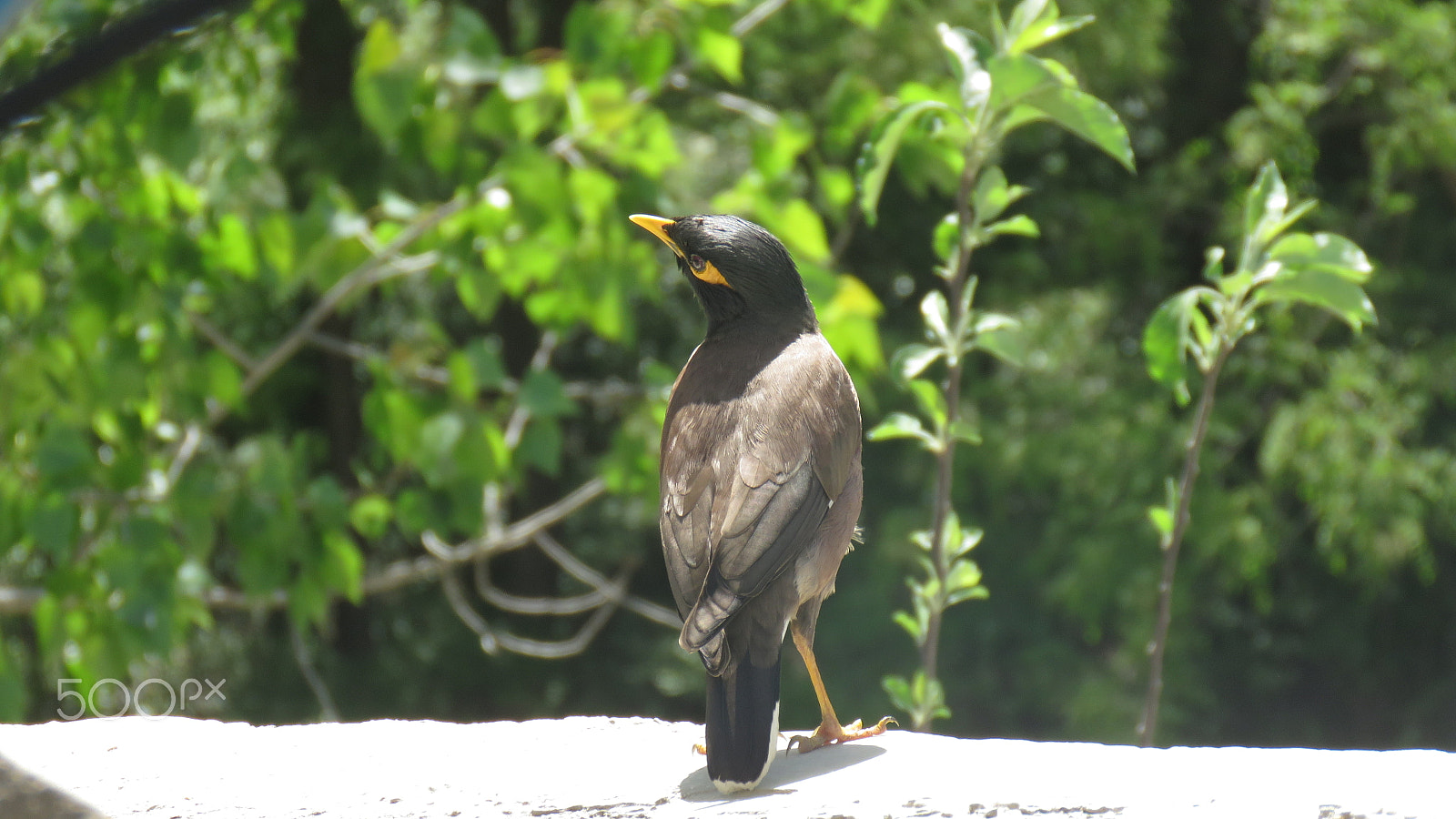 Canon PowerShot SX60 HS sample photo. Monal bird photography