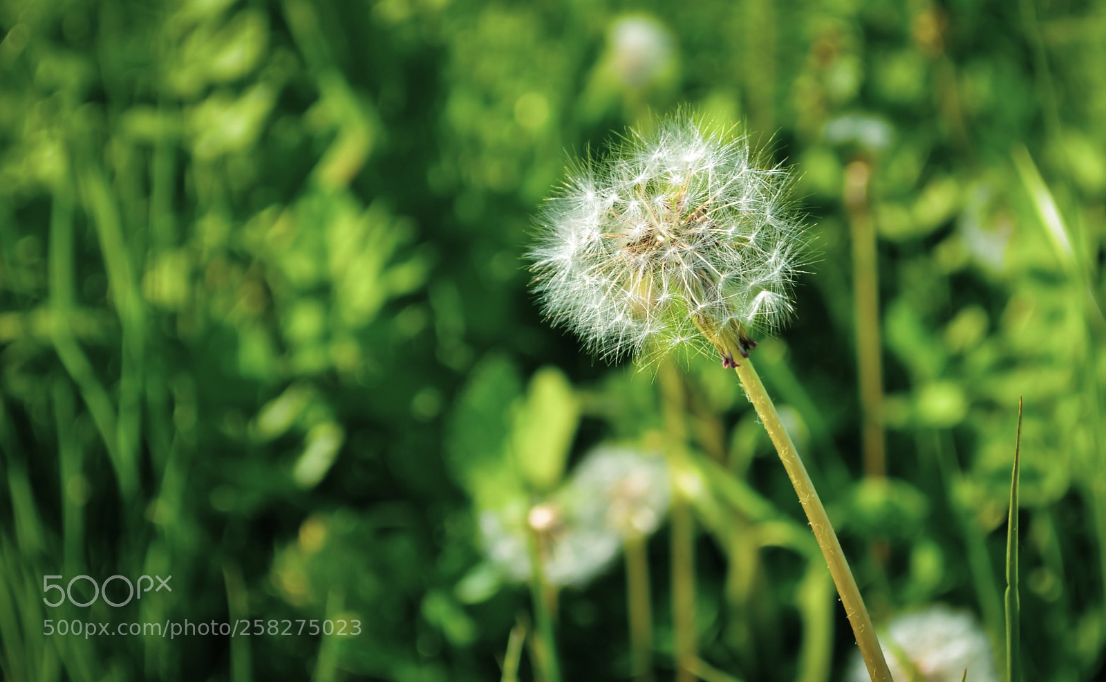 Nikon D3100 sample photo. Dandelion fluff photography