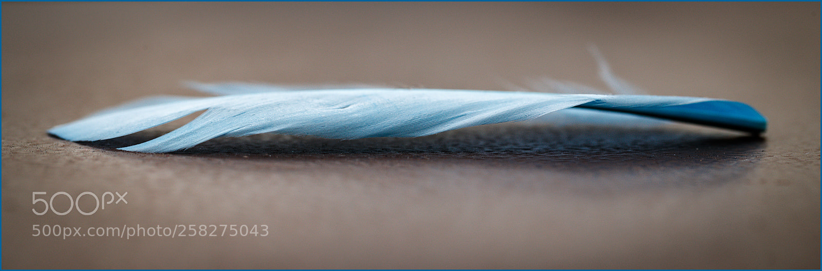Canon EOS-1D X Mark II sample photo. Feather photography