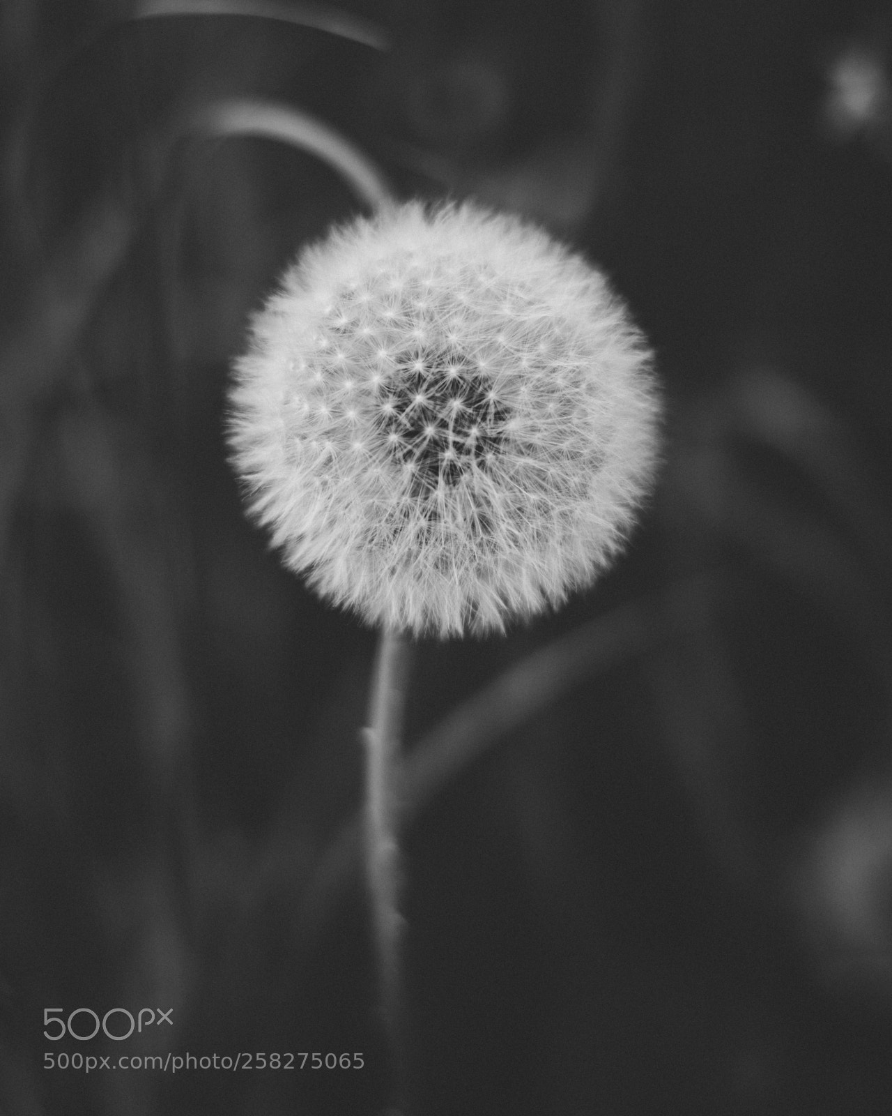 Sony a6000 sample photo. Dreaming dandelion photography
