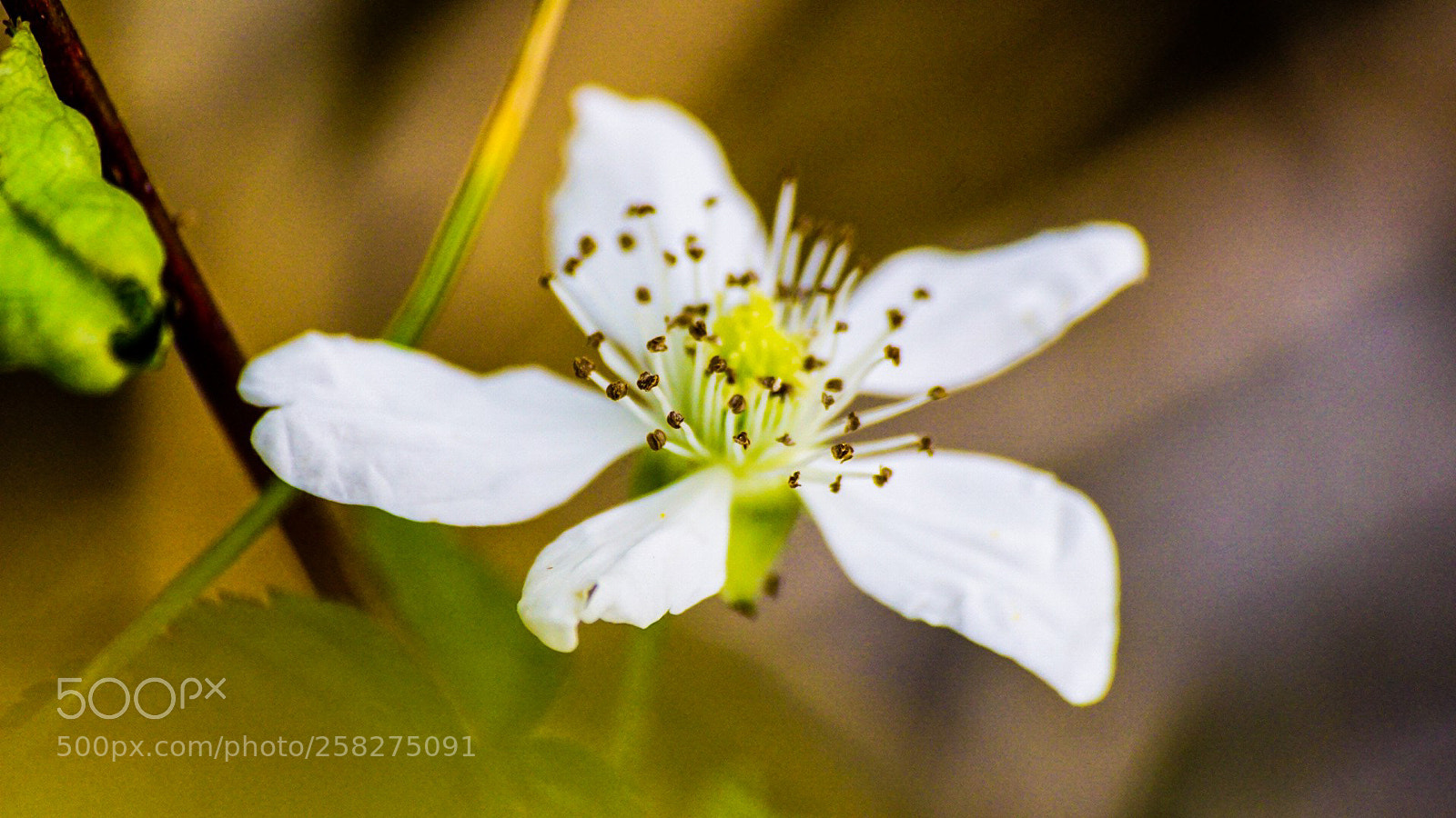 Sony a6000 sample photo. The wildflower next door photography