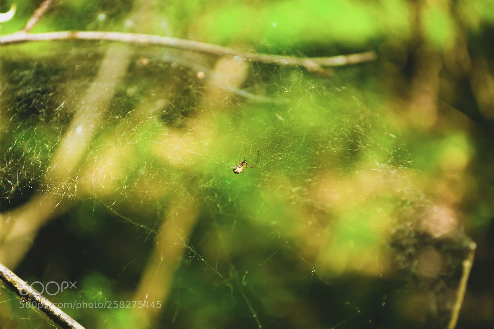 Nikon D3100 sample photo. Little spider in the photography