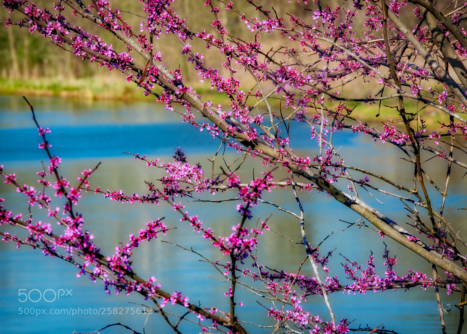 Nikon D750 sample photo. Red buds photography