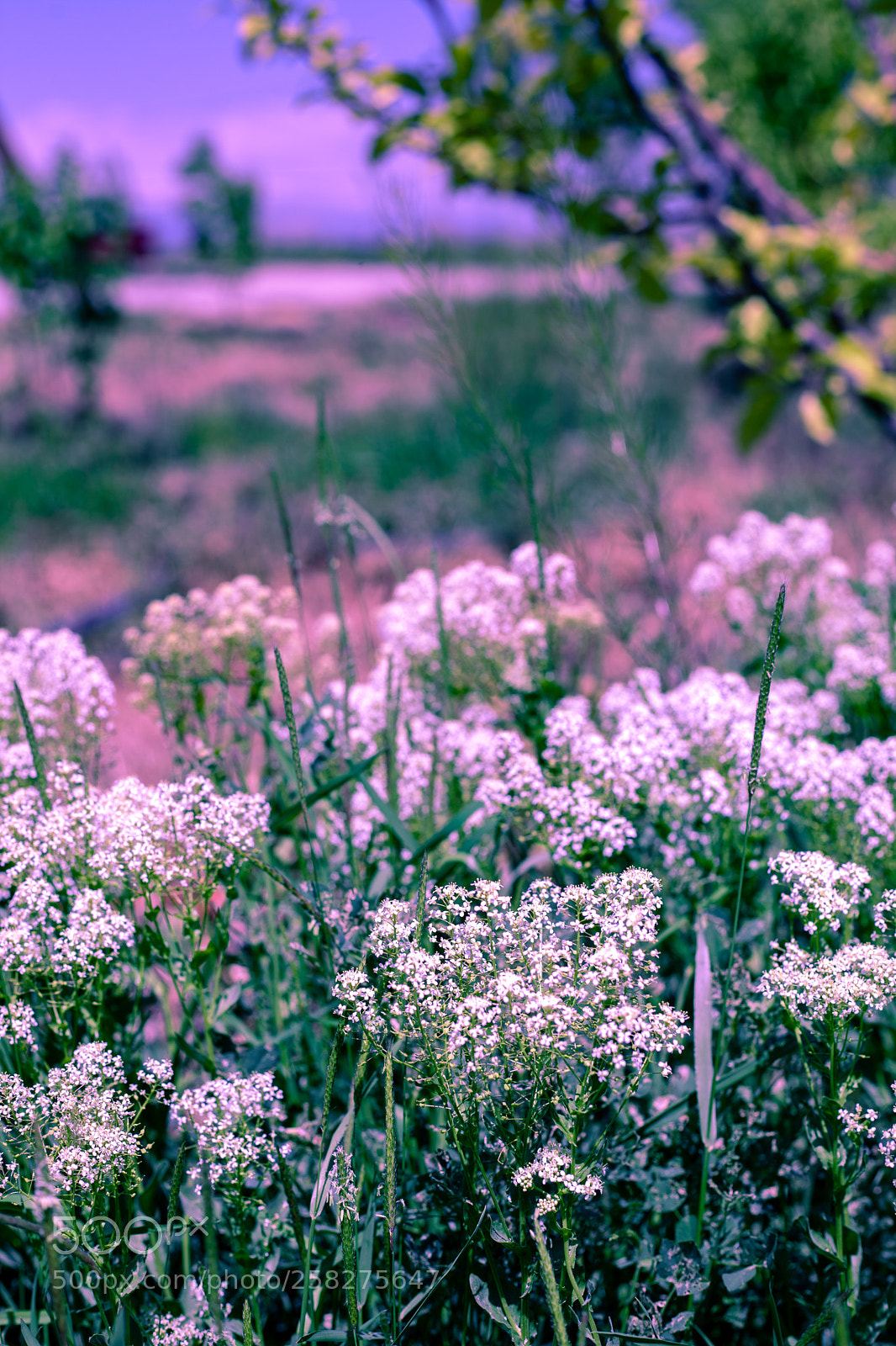 Canon EOS 5D Mark II sample photo. Flower photography