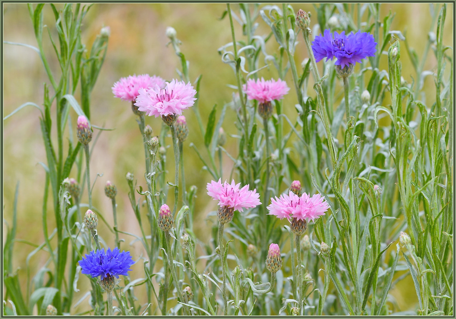 Sigma 105mm F2.8 EX DG OS HSM sample photo. Spring scene photography