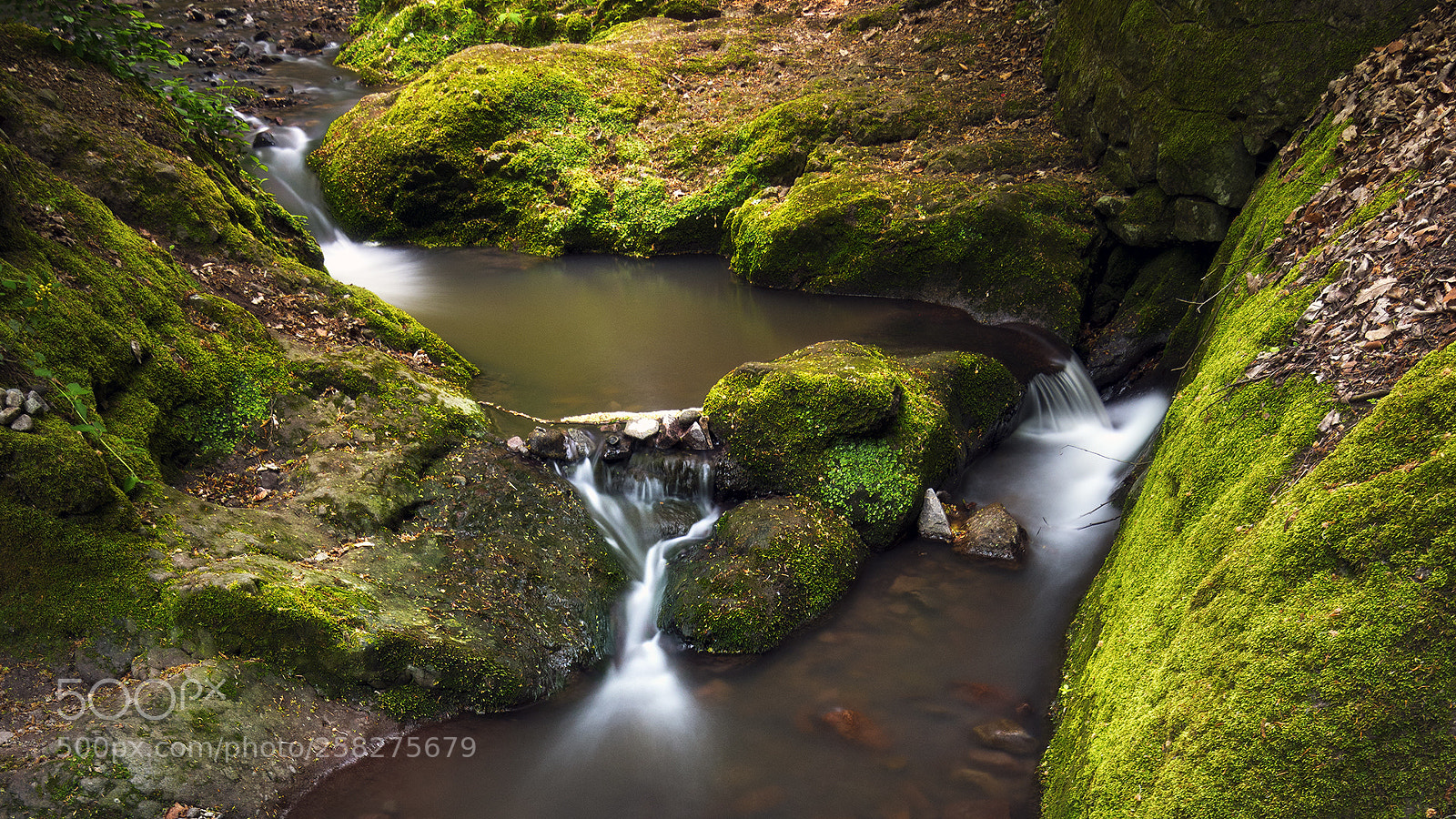 Nikon D5500 sample photo. Mossy photography