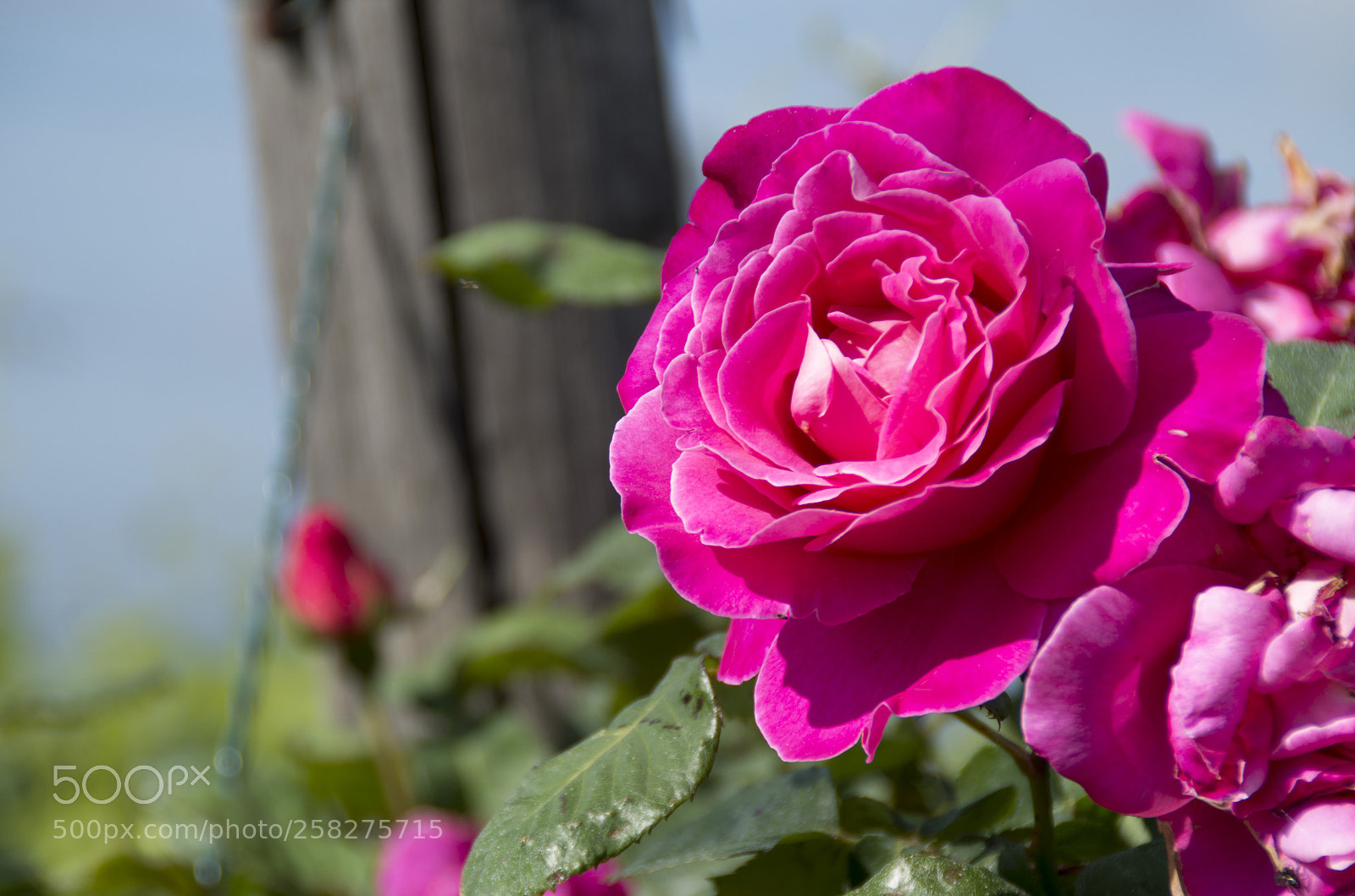 Pentax K-30 sample photo. Rose fucsia photography