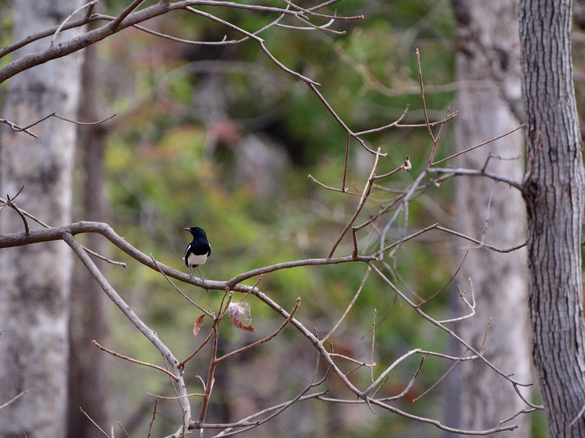 Nikon D5200 sample photo. Oriental magpie robin photography