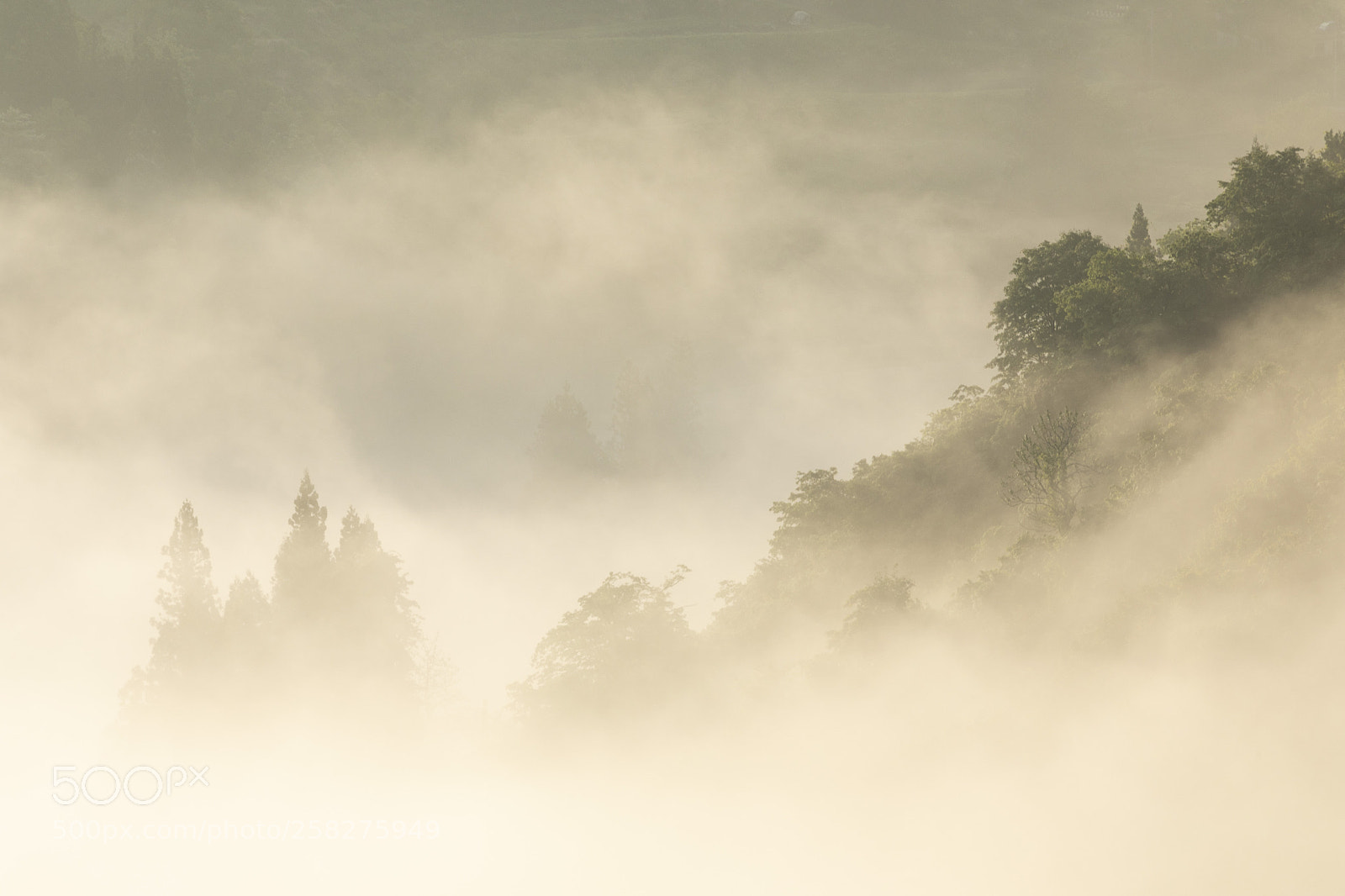 Canon EOS 5D Mark IV sample photo. Fog of the day photography
