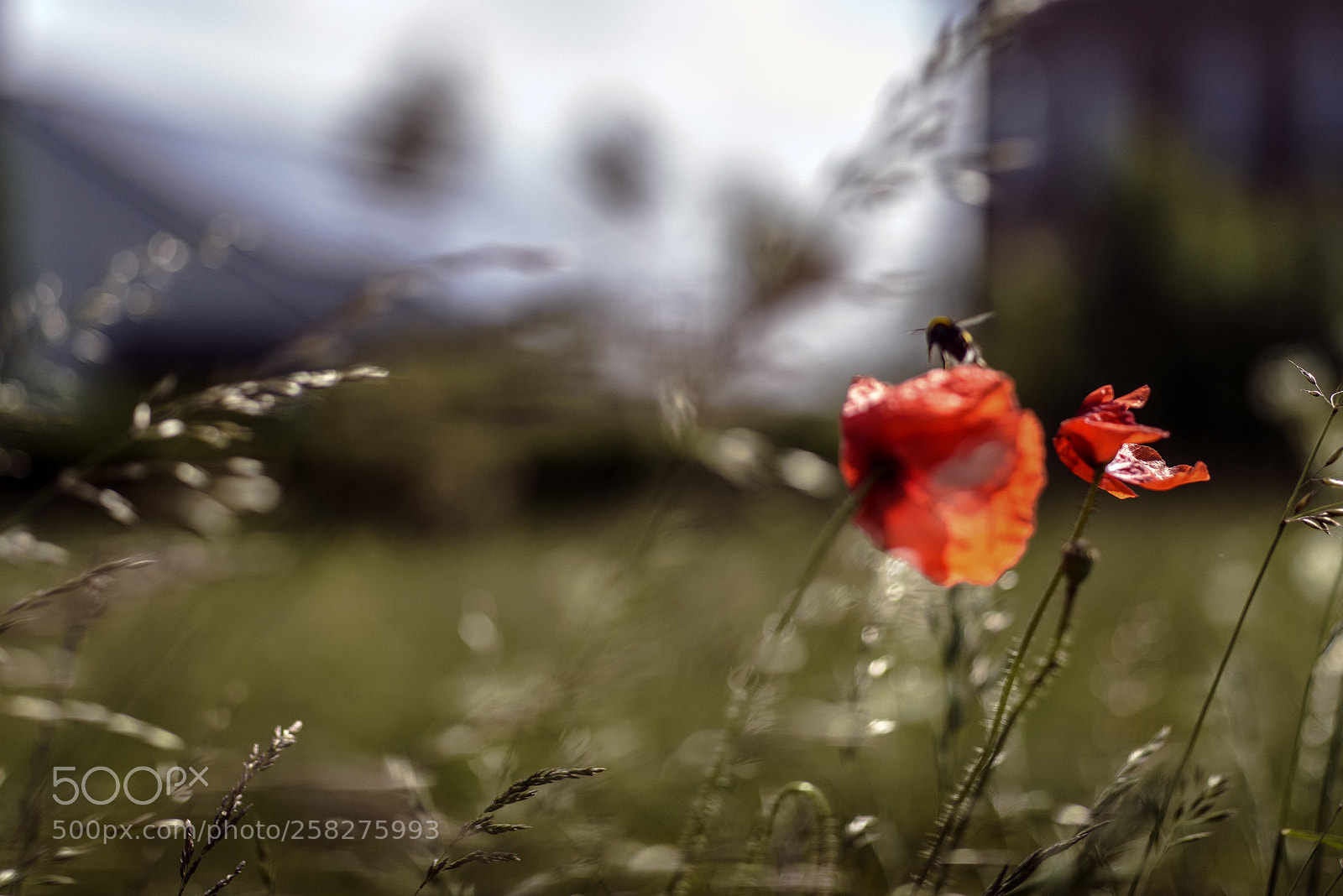 Nikon D800 sample photo. Winderig photography