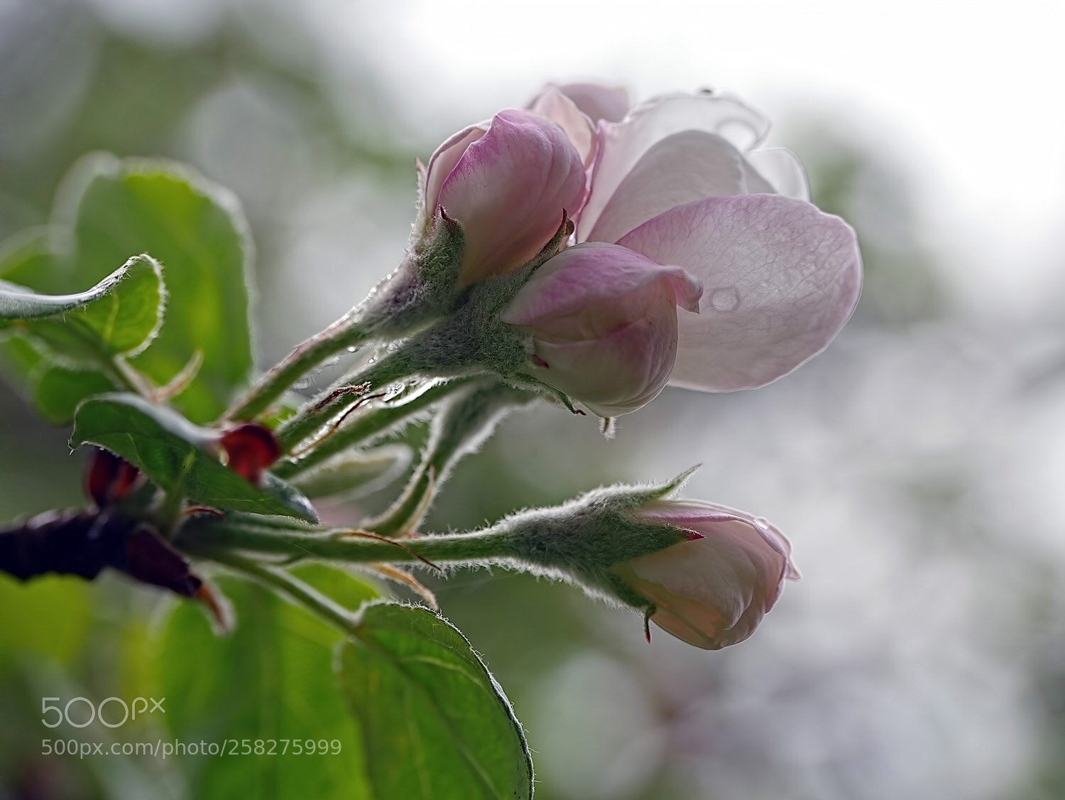 Panasonic Lumix DMC-G7 sample photo. Apple blossom  photography