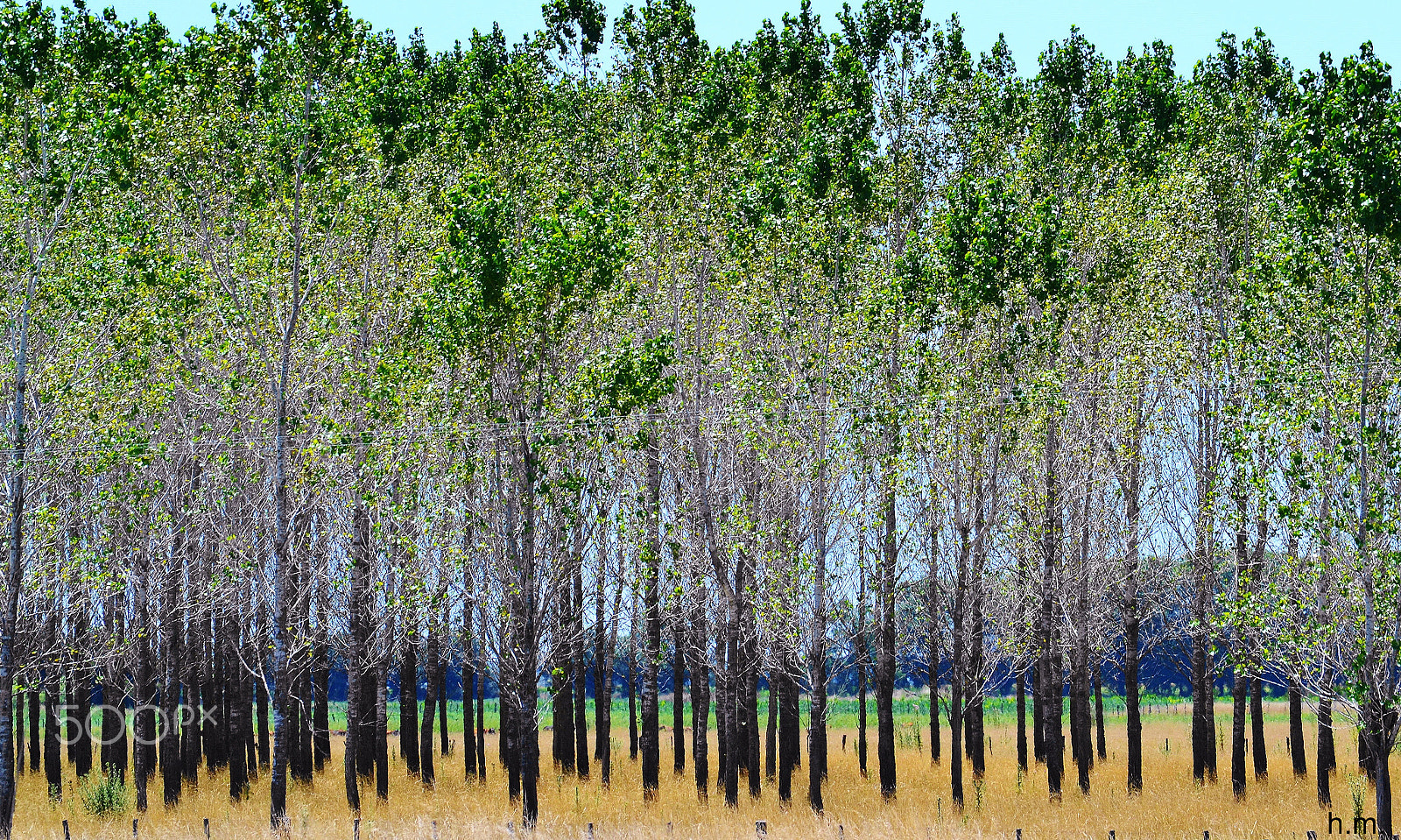Nikon D3100 sample photo. Dbo photography