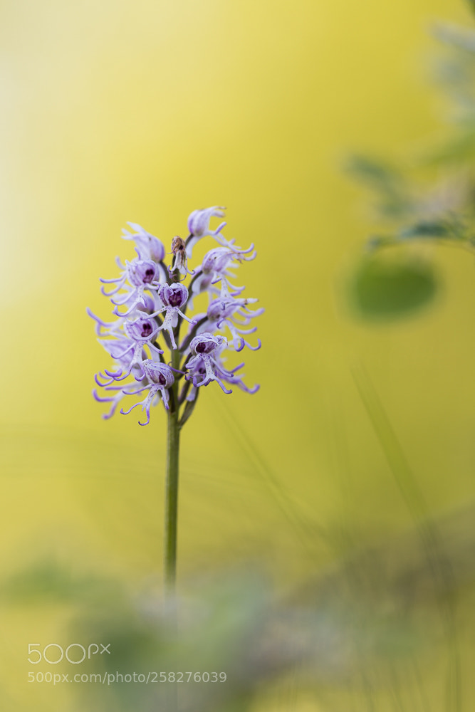 Canon EOS 6D sample photo. Orchis simia photography