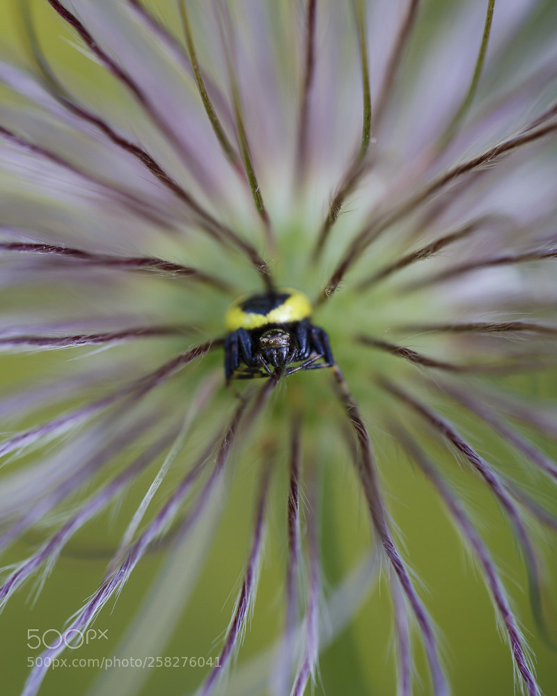 Canon EOS 6D sample photo. Synema globosum photography