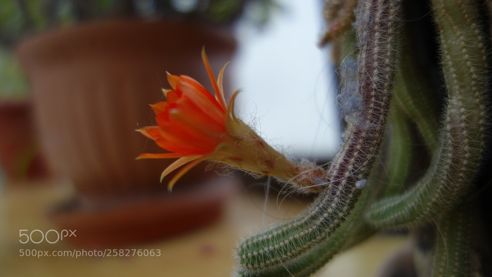 Sony Cyber-shot DSC-RX100 sample photo. Cactus flower photography