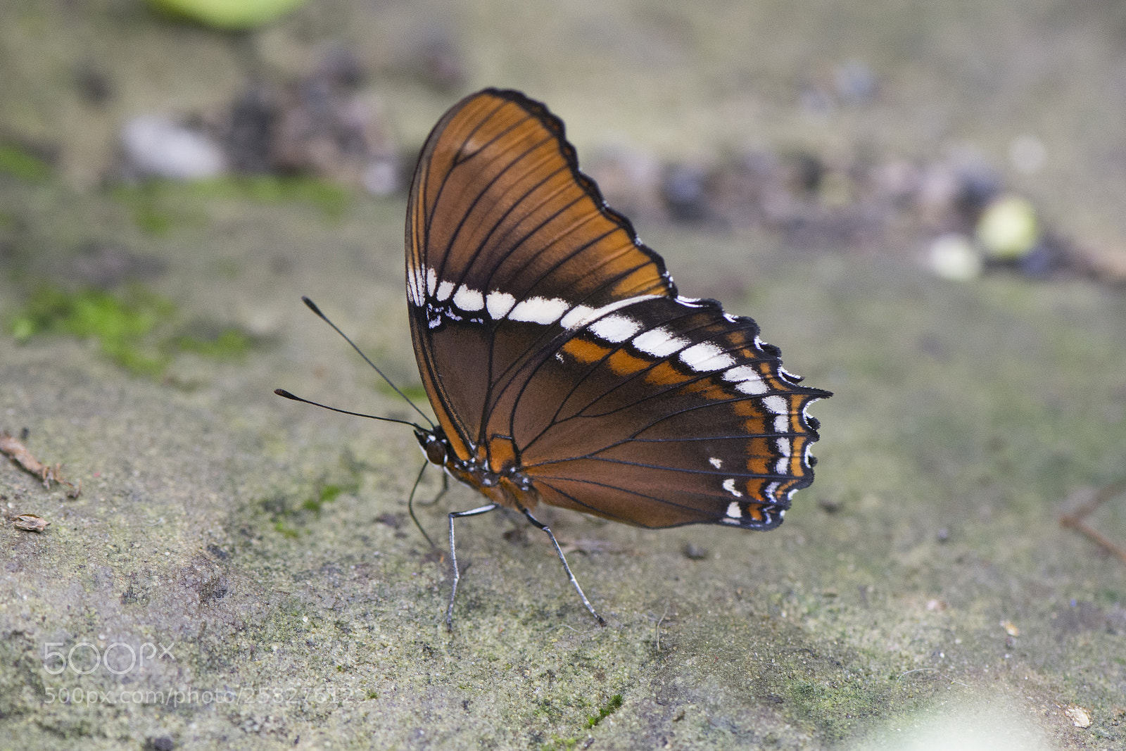 Nikon D7200 sample photo. Butterfly 2018-29 photography