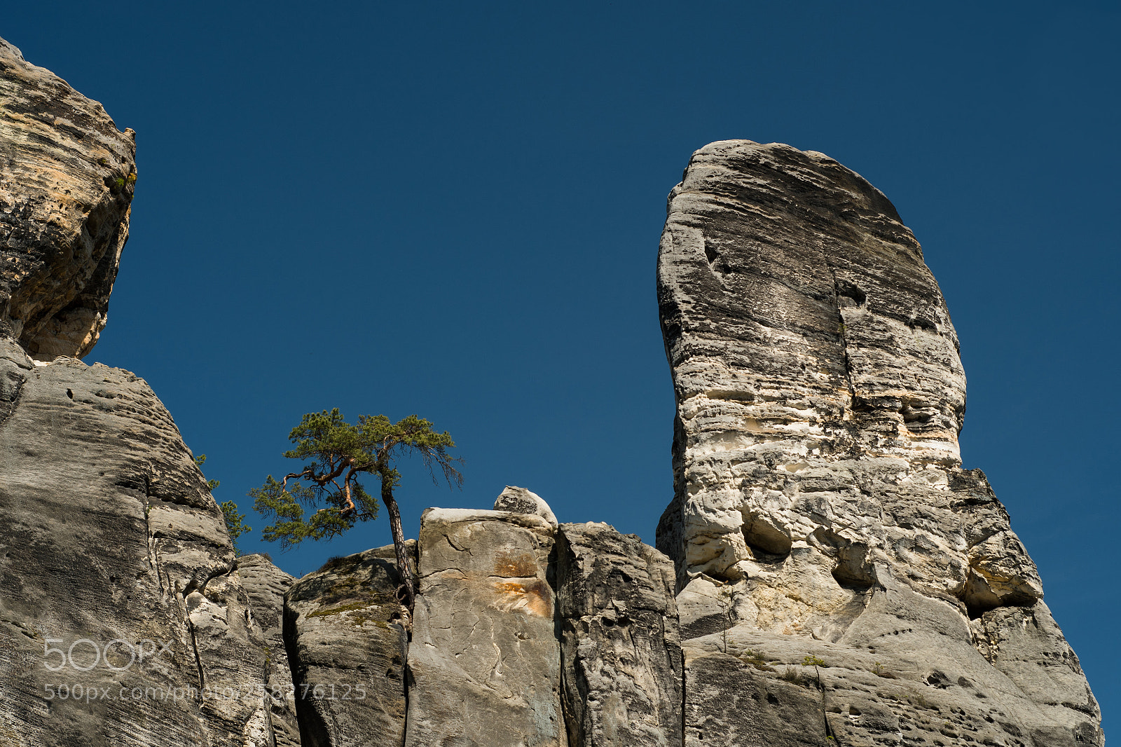 Nikon D500 sample photo. Old pine photography