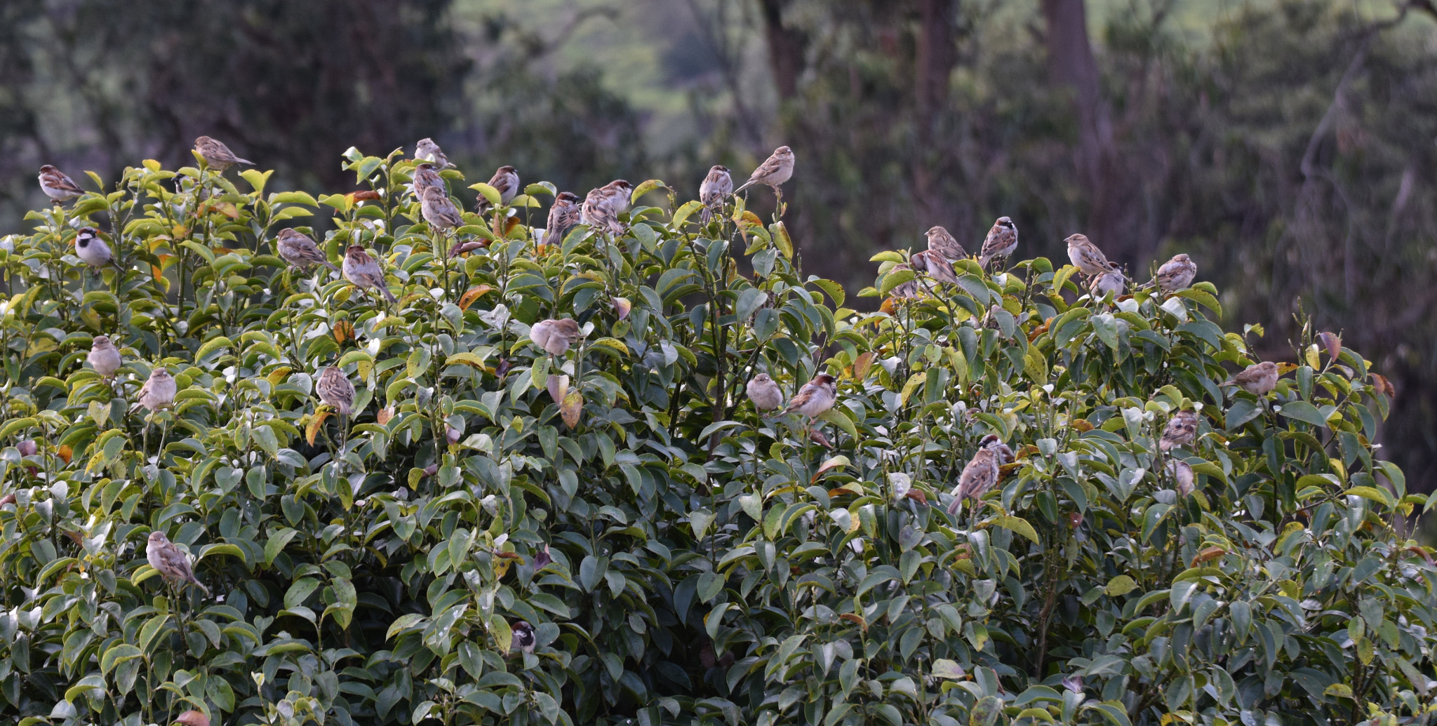 Nikon D5300 sample photo