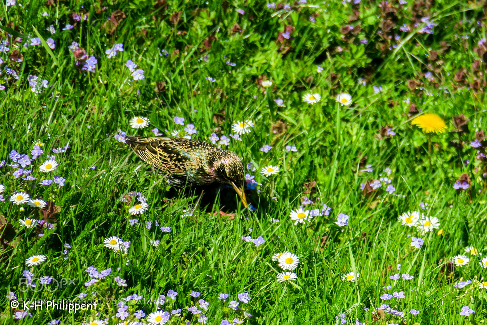 Canon PowerShot G3 X sample photo. Vellmar germany , ahnepark photography