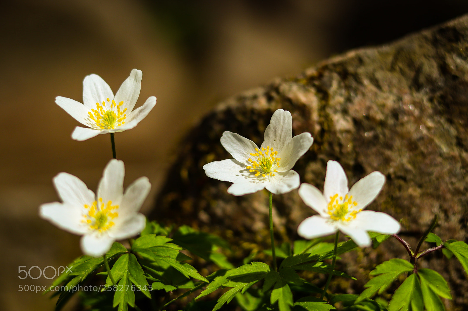 Canon EOS 77D (EOS 9000D / EOS 770D) sample photo. Anemones photography