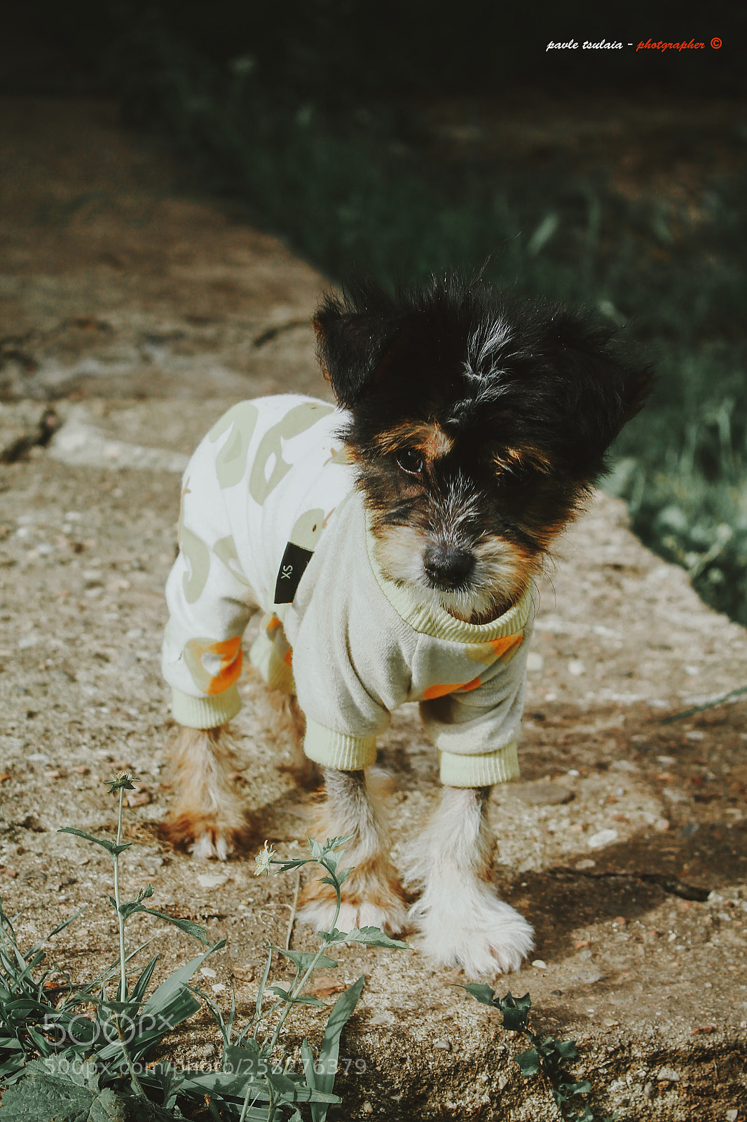 Canon EOS 1100D (EOS Rebel T3 / EOS Kiss X50) sample photo. My puppy photography