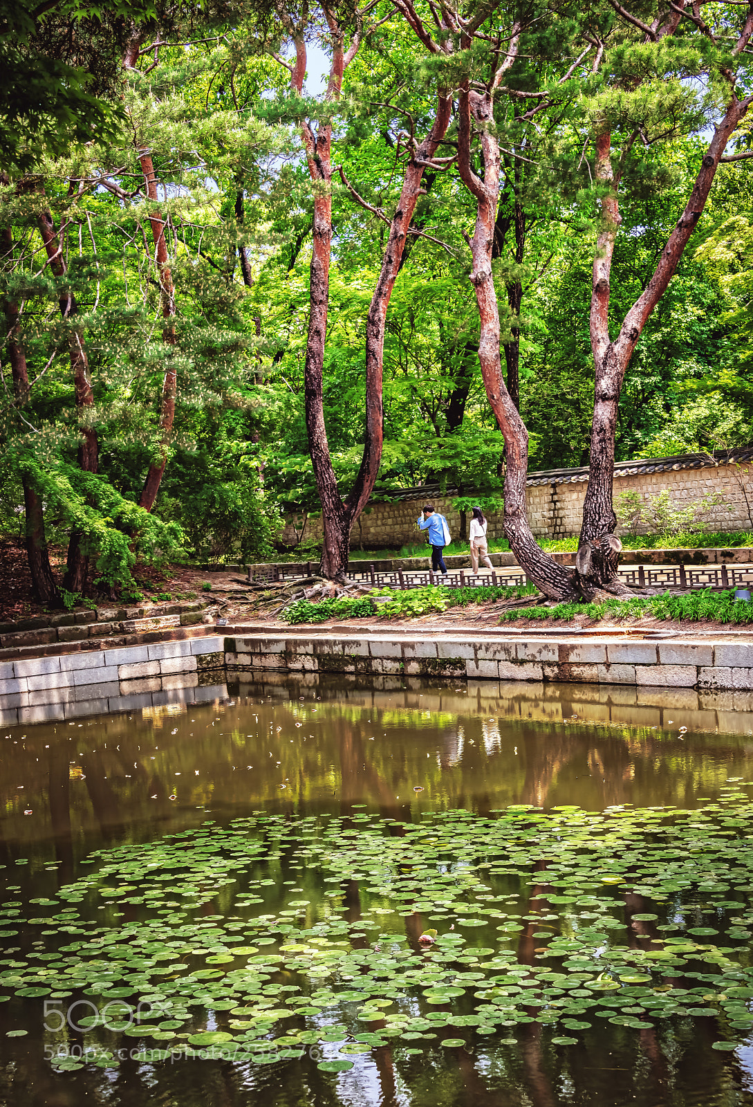 Nikon D850 sample photo. Royal forest pond photography