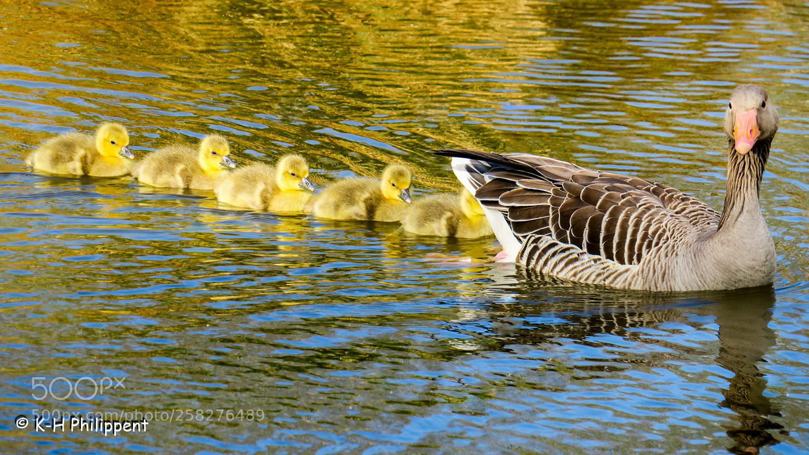 Canon PowerShot G3 X sample photo. Vellmar germany , ahnepark photography