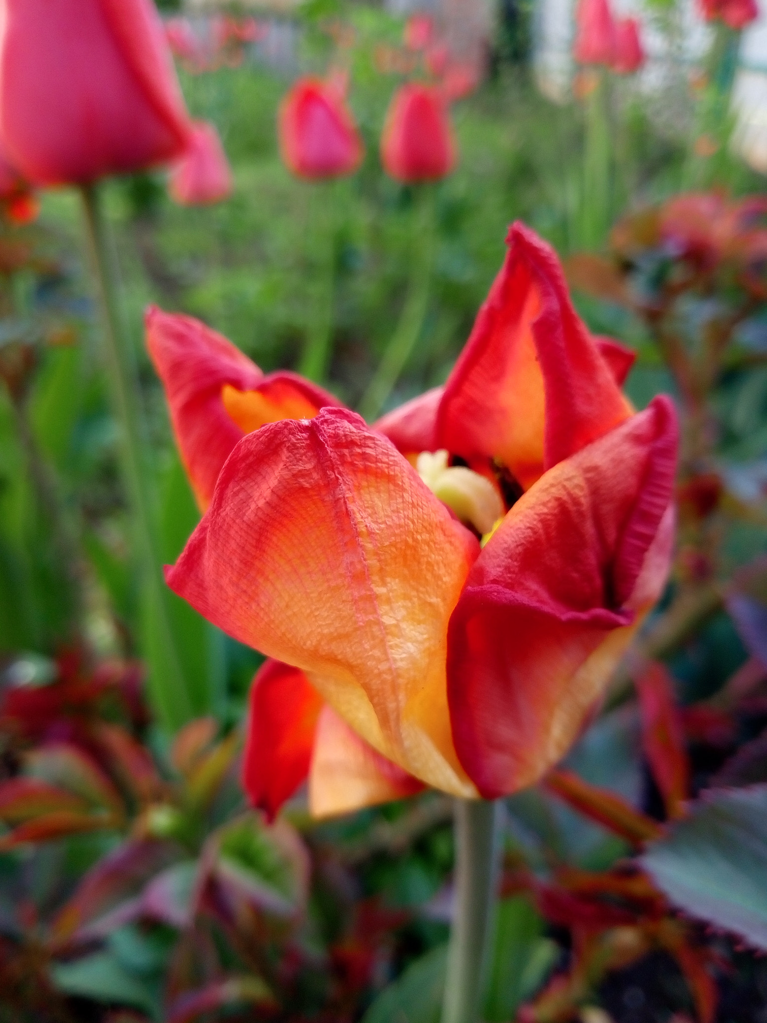 Meizu M5s sample photo. Tulip photography