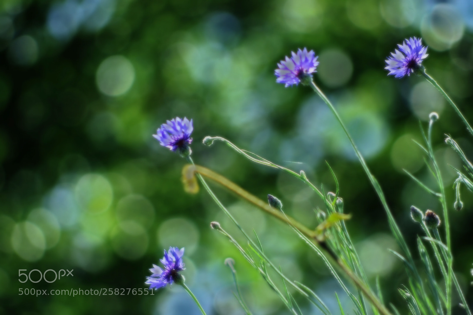 Pentax K-3 II sample photo. Cornflower  photography