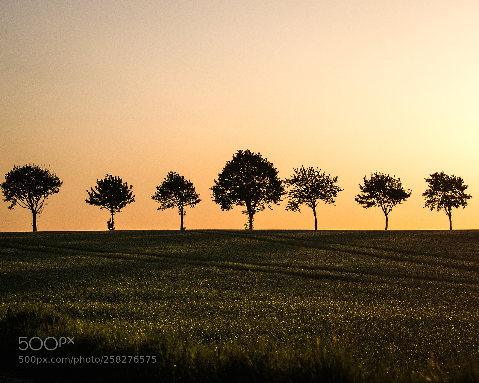 Canon EOS 80D sample photo. Spring morning feelings photography