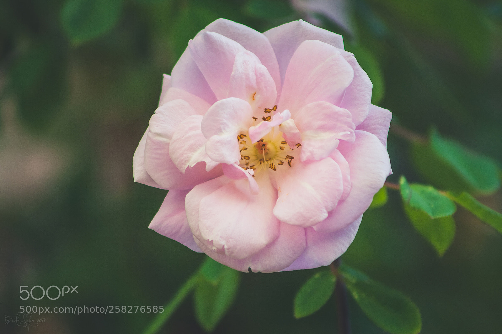 Canon EOS 1000D (EOS Digital Rebel XS / EOS Kiss F) sample photo. 193 - rose photography