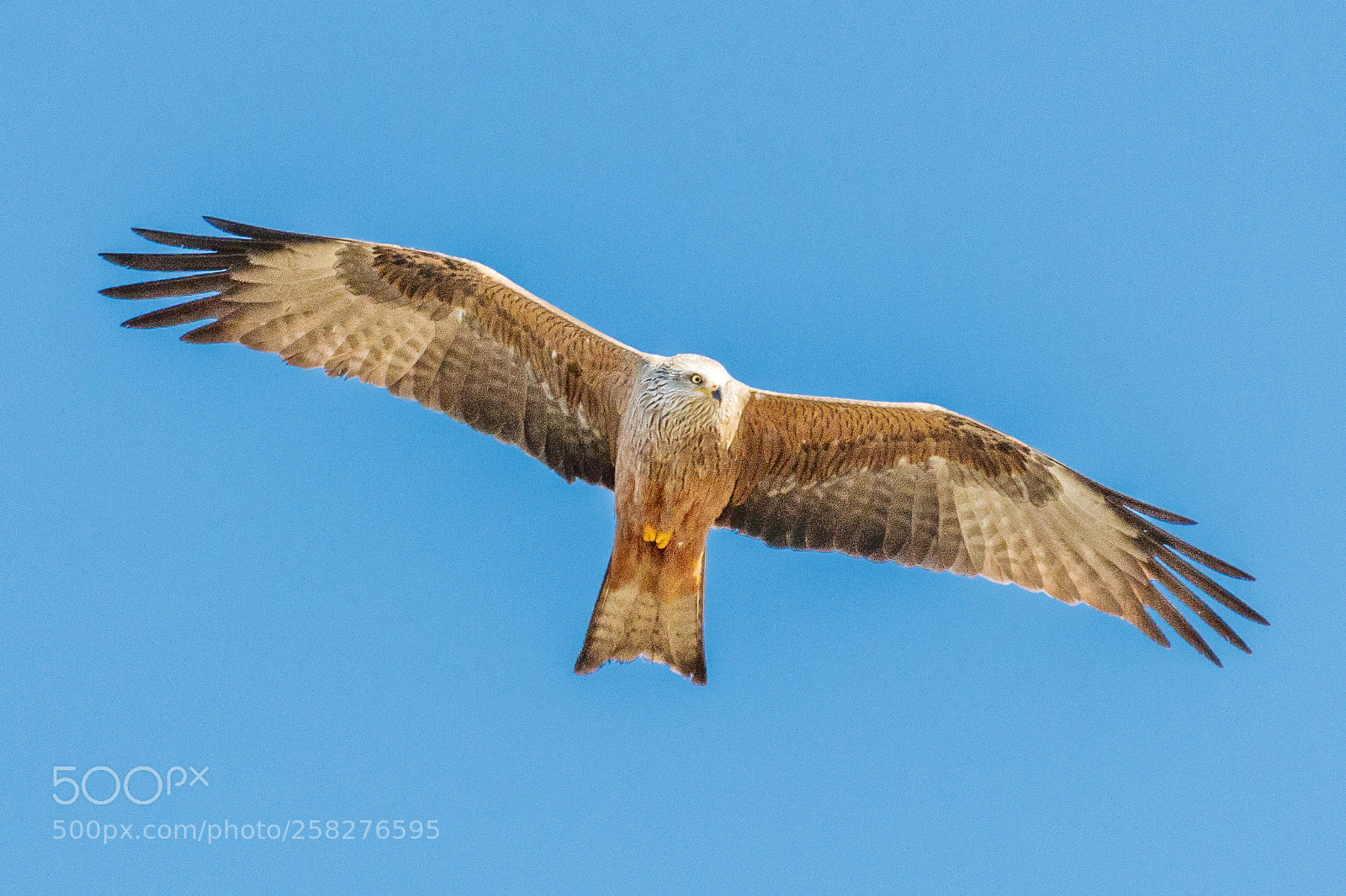 Canon EOS 80D sample photo. Red kite photography