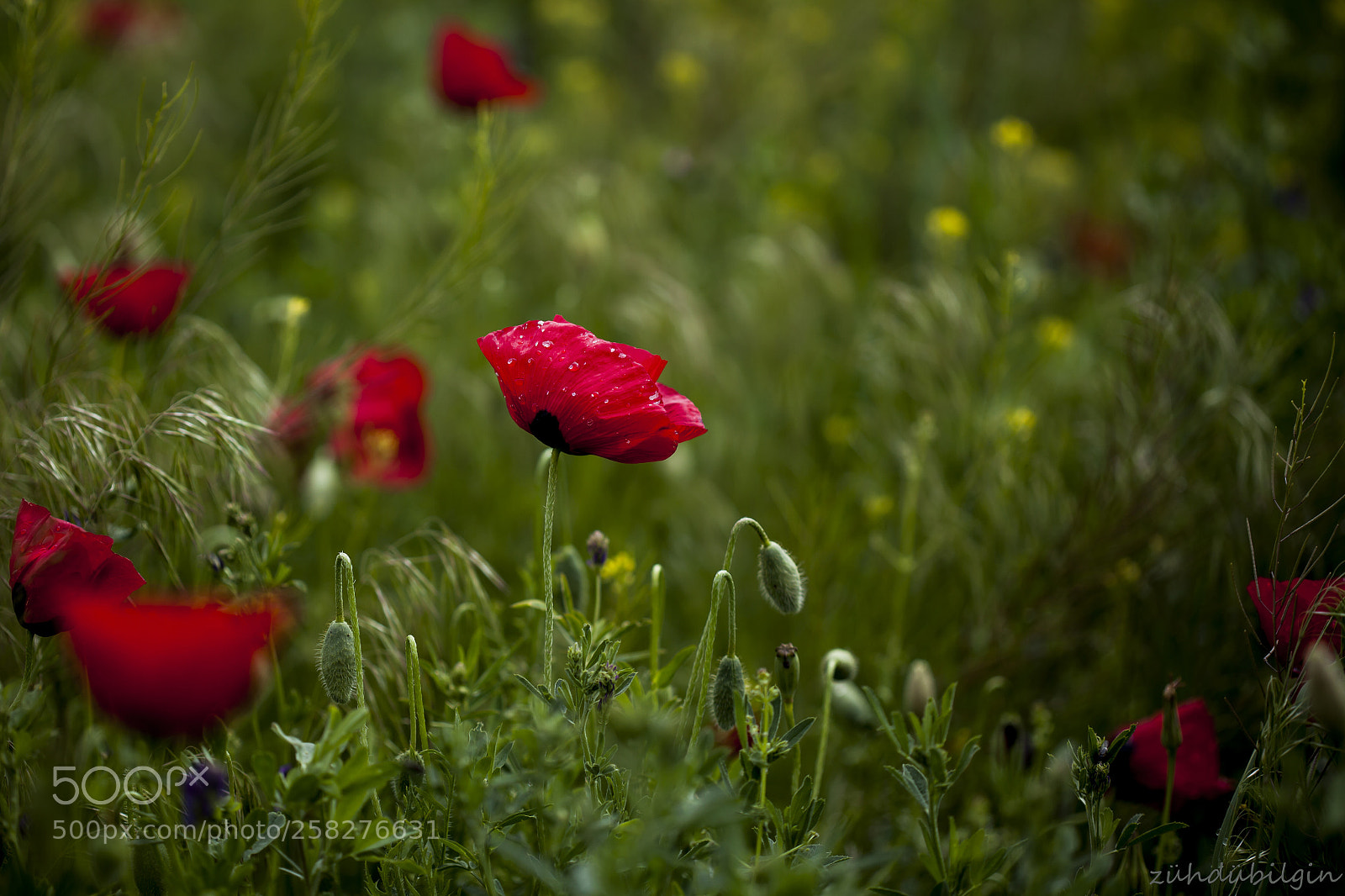 Canon EOS 5D Mark II sample photo. Poppies in the gren photography