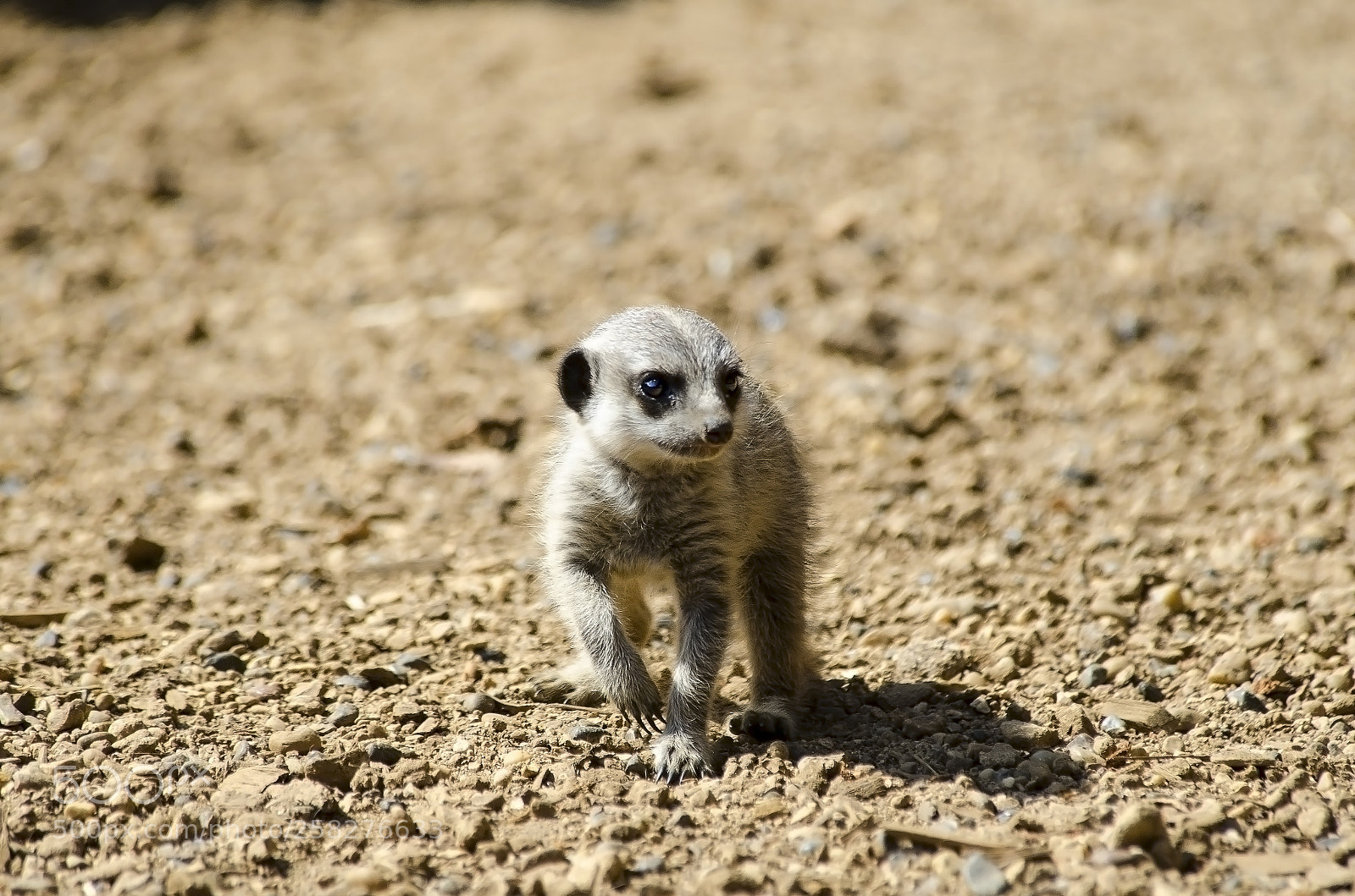Nikon D7000 sample photo. Baby meerkat photography