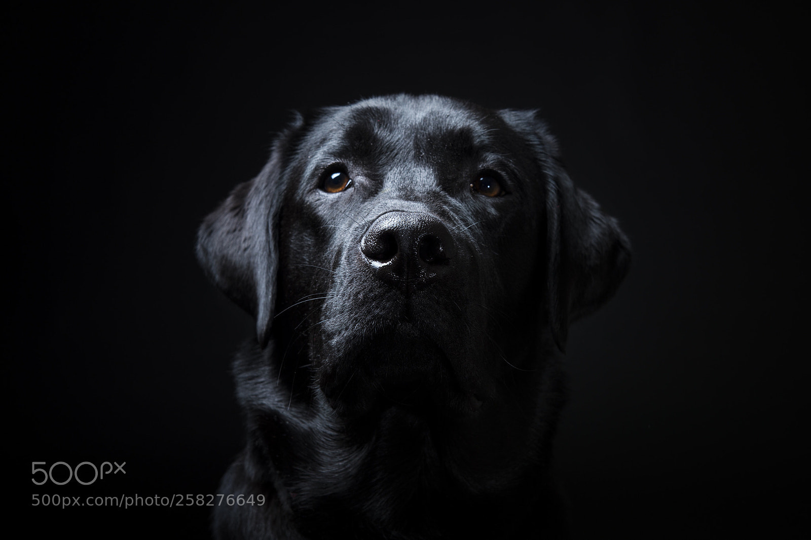 Nikon Df sample photo. Total black!  photography