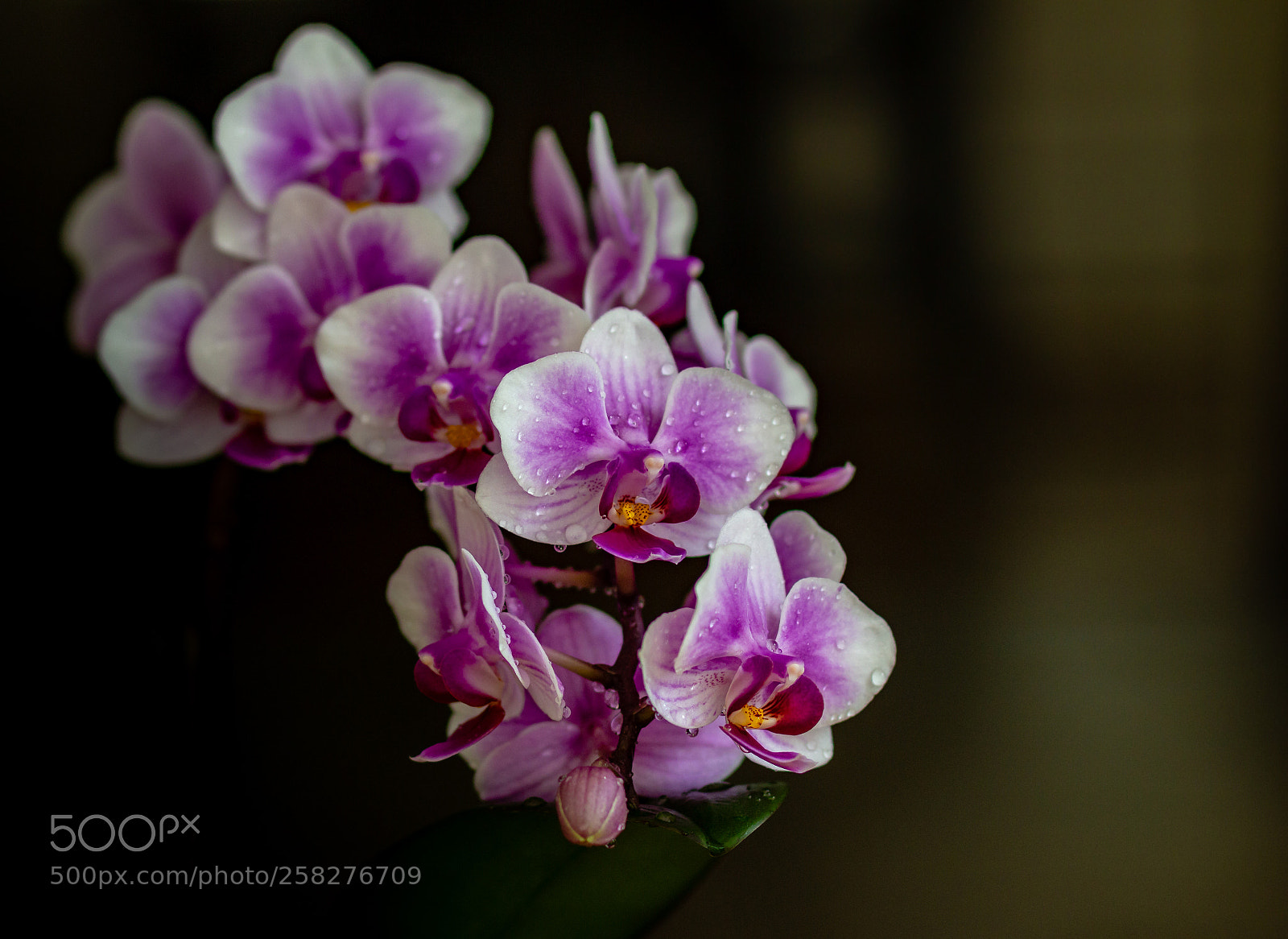 Canon EOS 700D (EOS Rebel T5i / EOS Kiss X7i) sample photo. Orchids photography