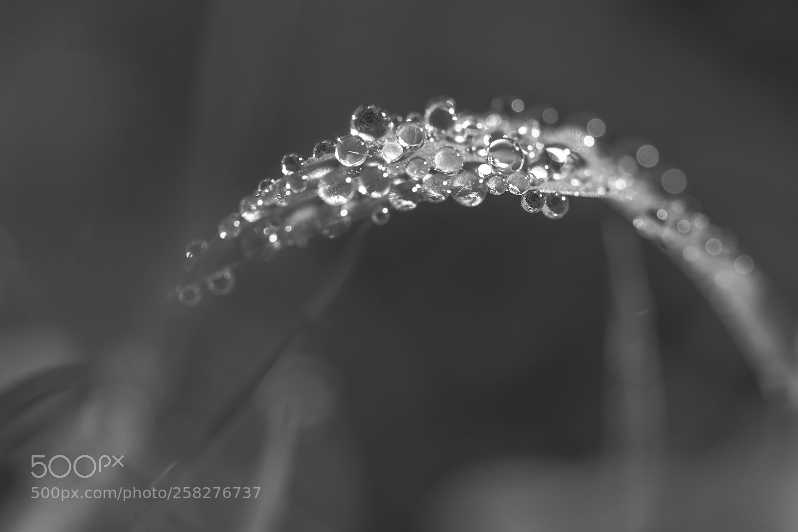 Nikon D750 sample photo. Water drops on the photography