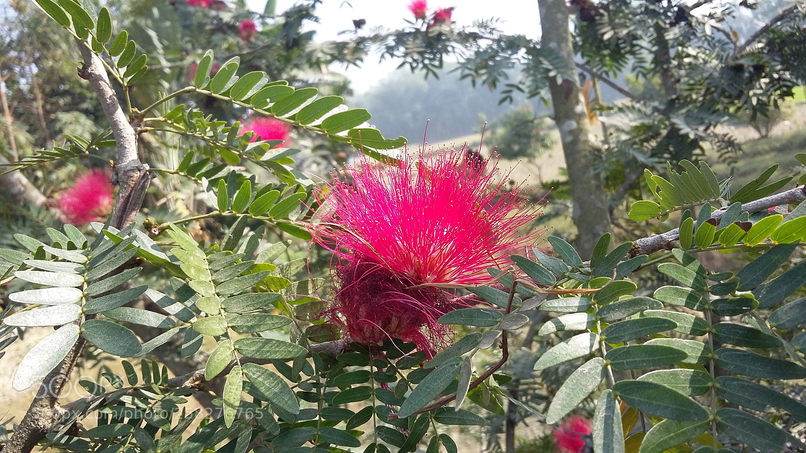 Samsung Galaxy Grand Prime sample photo. Beauty.jpg photography